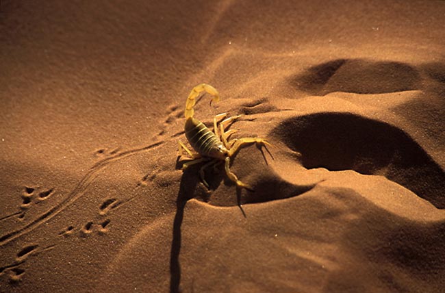 Escorpión en el desierto del Sahara (Foto Flickr de photonogrady)
