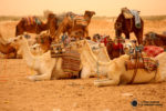 Estación de dromedarios desde donde parten las excursiones al Sáhara